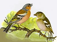 En cliquant ici vous entendrez le chant du Pinson des arbres