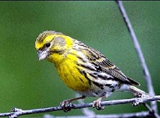 En cliquant ici vous entendrez le chant du Serin Cini.