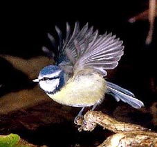 En cliquant ici vous entendrez le chant de la Msange bleue.
