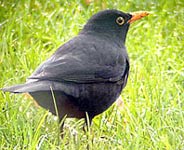 En cliquant ici vous entendrez le chant du merle noir.
