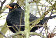 En cliquant ici vous entendrez le chant du merle noir.