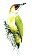 En cliquant ici vous entendrez le chant du Pic vert.